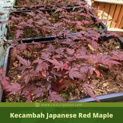 Kecambah Japanese Red Maple