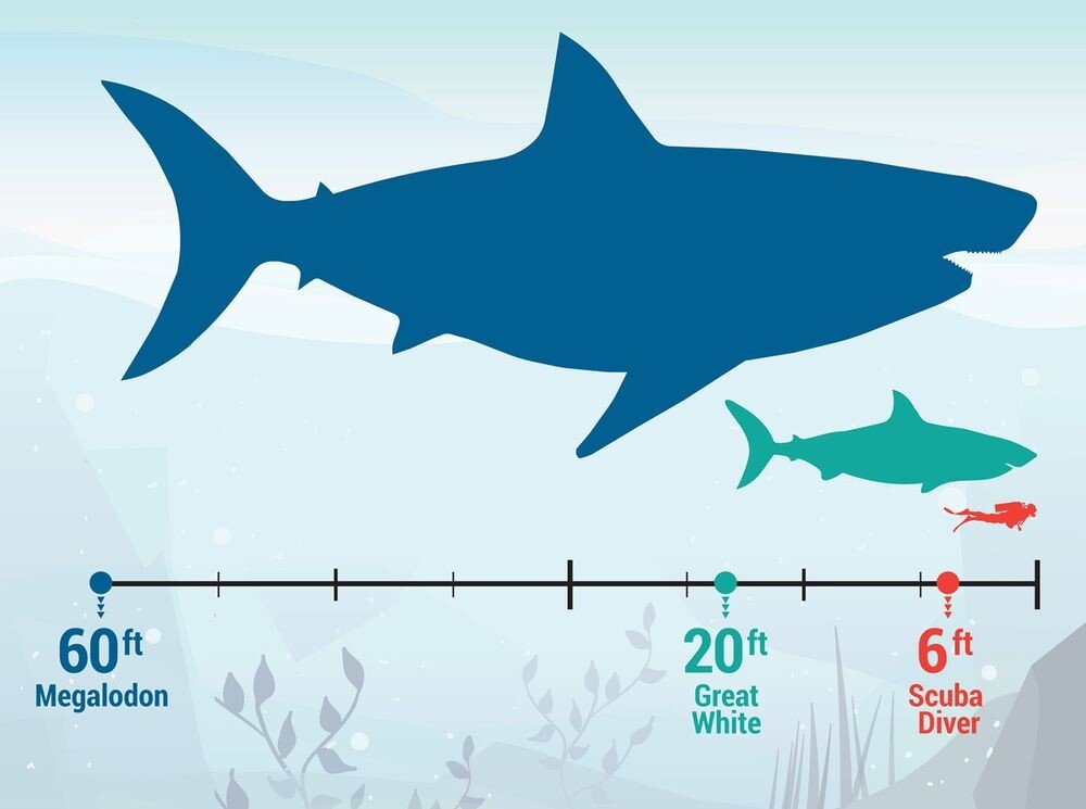 바다의 폭군 백상아리의 크기 체감