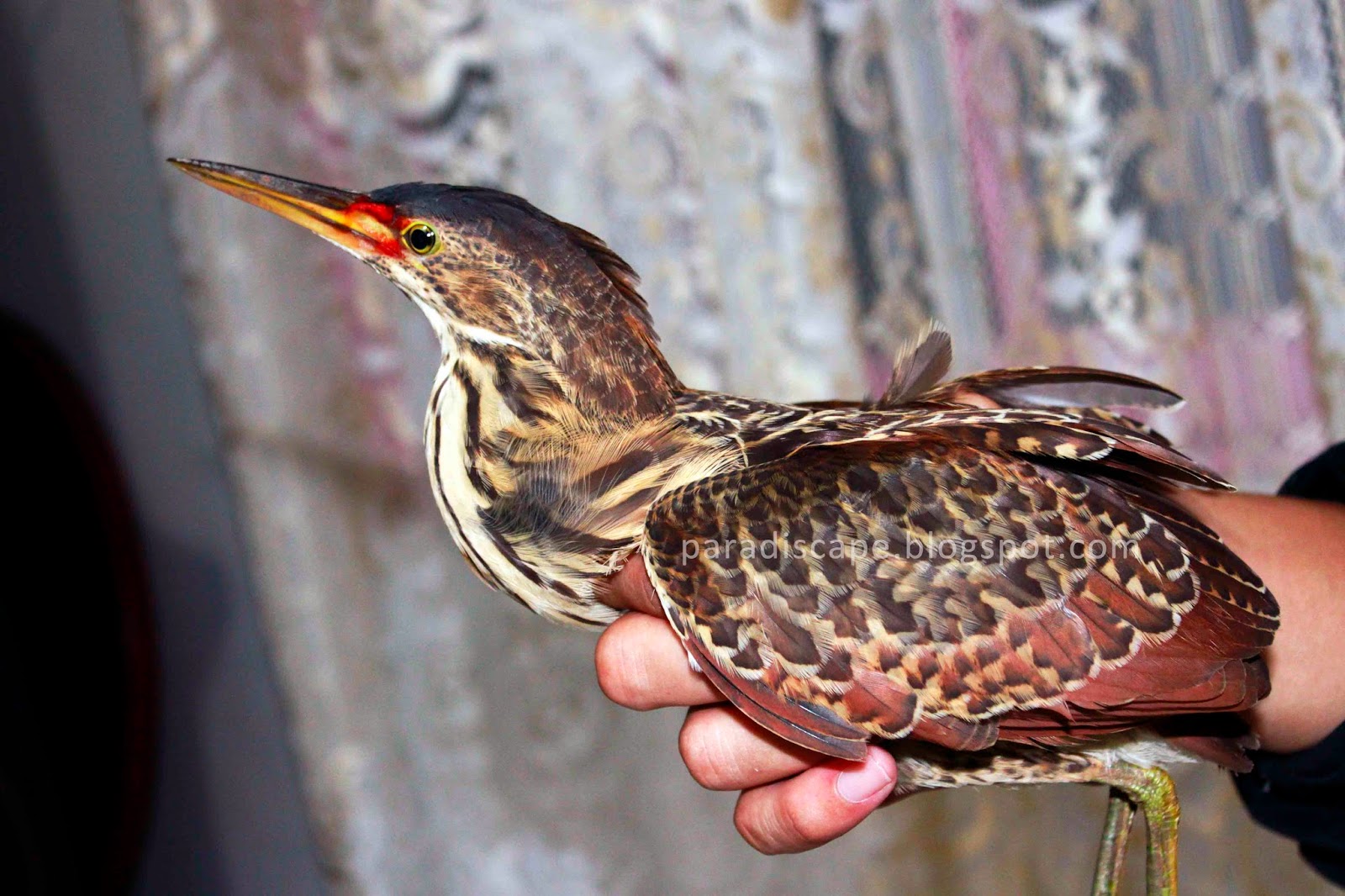 Pontianak Water Bird