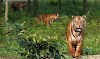 Sundarban || Royal Bengal Tiger's Home