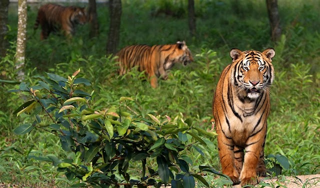Sundarban || Royal Bengal Tiger's Home