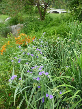 Tradescantia and aesclepias