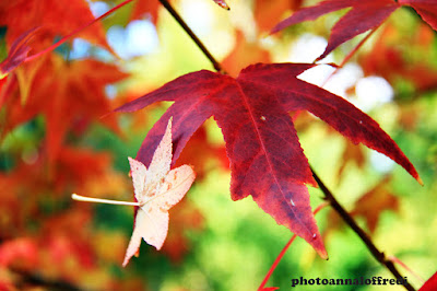 red autumn photo annaloffredi