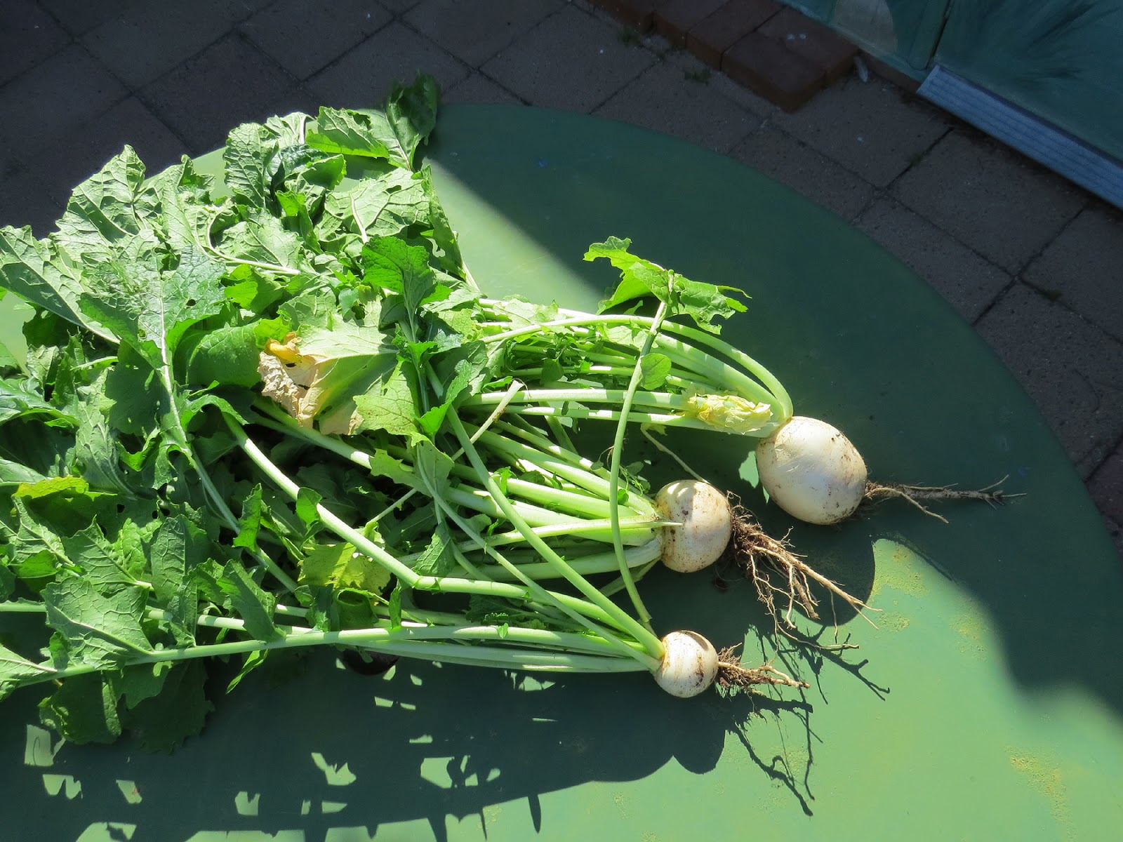 Edible Herbs, Flowers & Other Edibles Grow Your Own Dinner! Greens