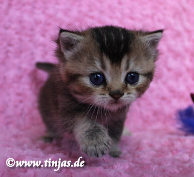 Britisch Kurzhaar Katzenbaby golden Britisch Kurzhaar Katzenbaby golden