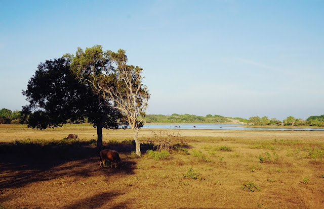 Sri Lanka Yala National Park Safari