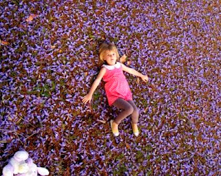 lying down amongst Jacaranda Merewether