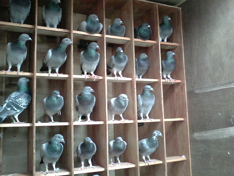 13+ Desain Kandang Merpati Sederhana Gif Blog Garuda Cyber