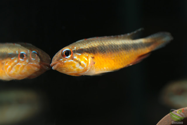 Apistogramma lineata