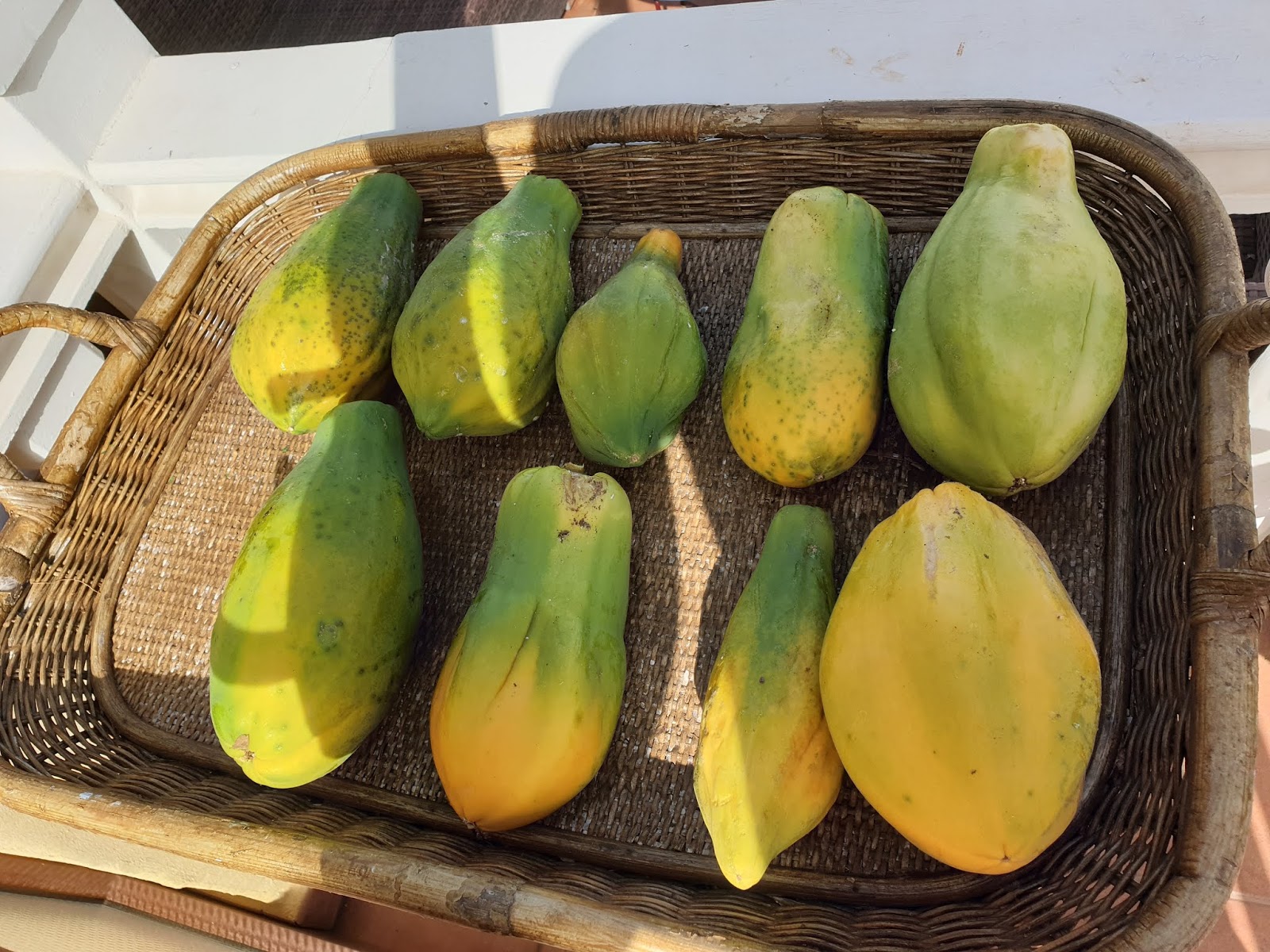 Invernadero y Huerto Ecológico del Sistema de Sanación Tinerfe