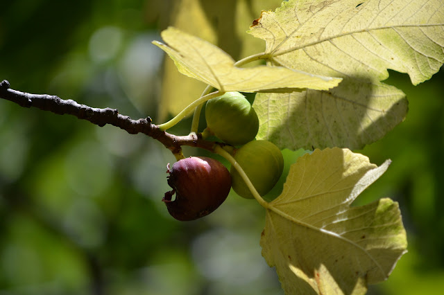 figs on a branch