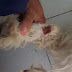 Altinho-PE: Vídeo de cachorro arrastado por homem nas ruas revolta internautas
