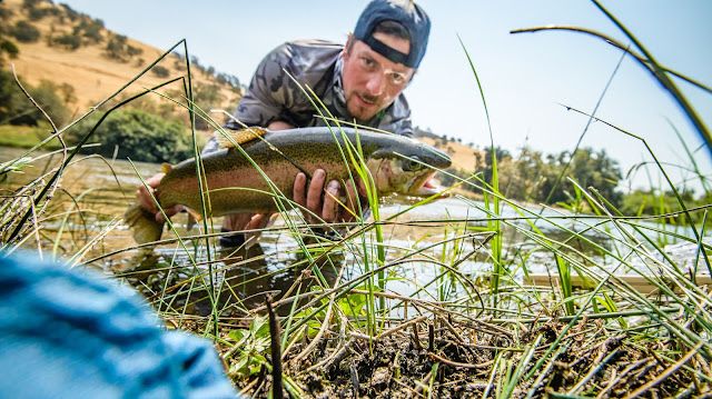 Rainbow Trout Caught