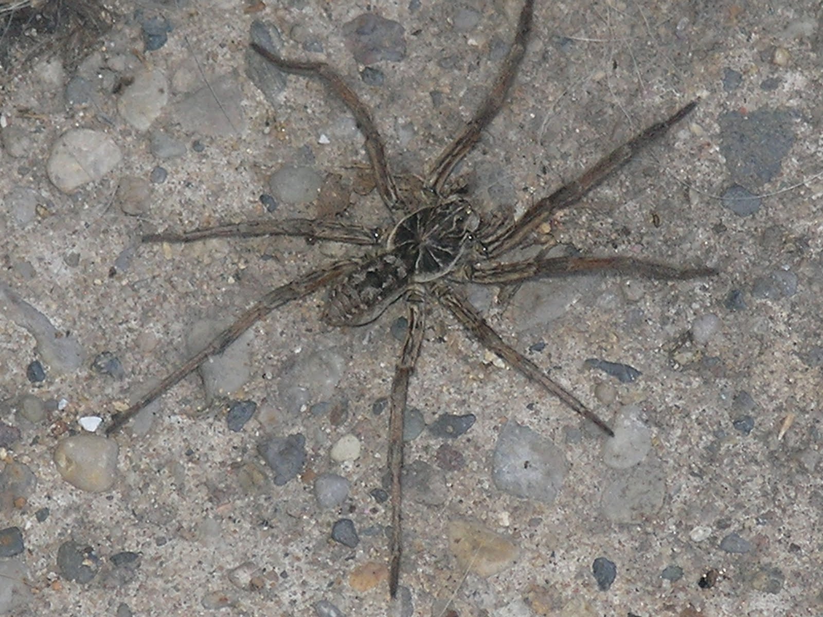 To Every Purpose Michigan Wolf Spider, fun to read about, NOT fun to find!!