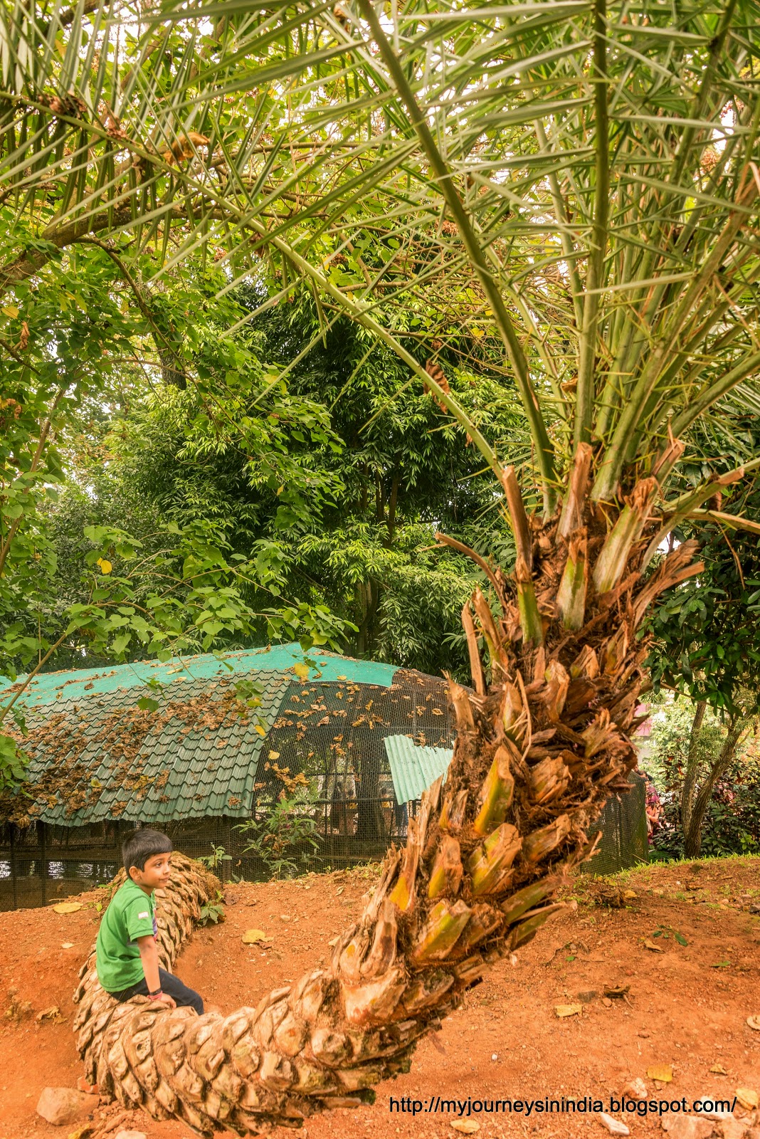 Well balanced Tree in Trivandrum Zoo