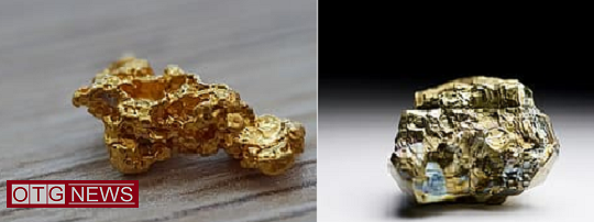 Two crude gold stones discovered during excavations in Australia
