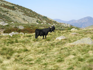 pastoreo en el valle del jerte