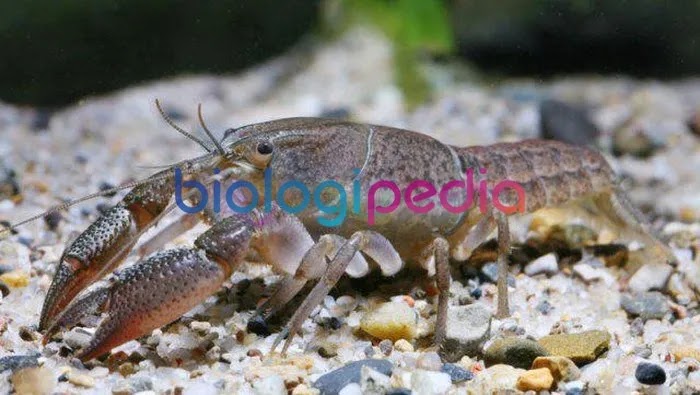 Peran Hewan Invertebrata Bagi Kehidupan Manusia Peran Hewan Invertebrata Bagi Kehidupan Manusia