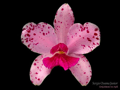 Orquídea Cattleya amethystoglossa