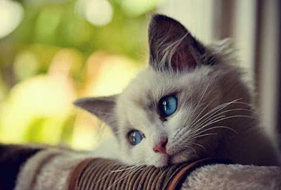 beautiful-cats-%25D8%25B5%25D9%2588%25D8%25B1-%25D9%2582%25D8%25B7%25D8%25B7-%25D8%25AC%25D9%2585%25D9%258A%25D9%2584%25D8%25A9-12