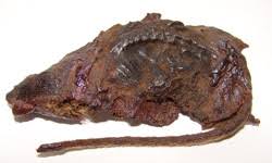 souris propolisée Souris recouverte de propolis