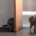 Un gatito asustando a otro gatito