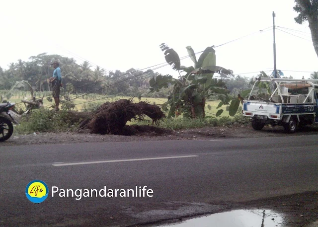 Pohon Roboh di Margacinta