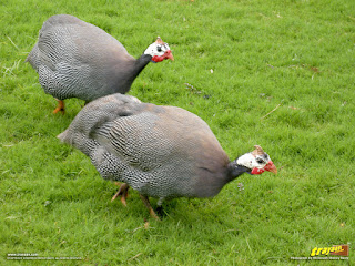 Turkeys in Namdroling Nyingmapa Monastery, Bylakuppe, Mysore district, Karnataka