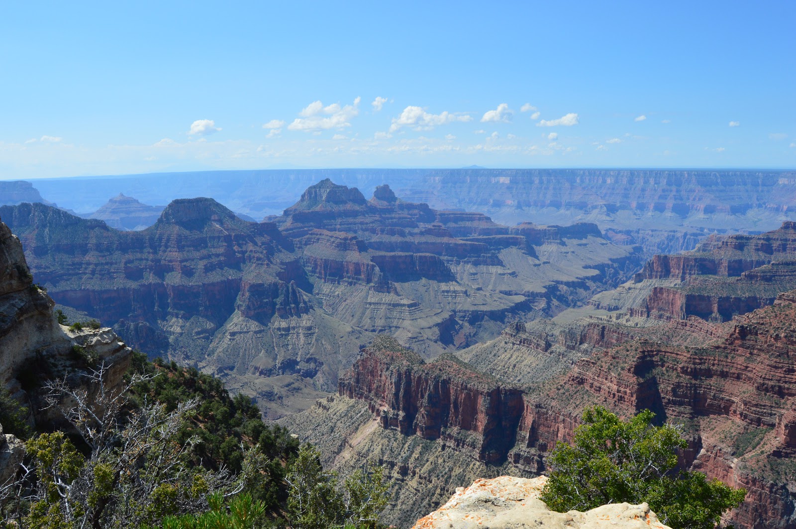 Mule Grand Canyon
