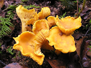 Cantharellus cibarius