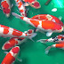 Cara Memilih Ikan Koi Berkualitas