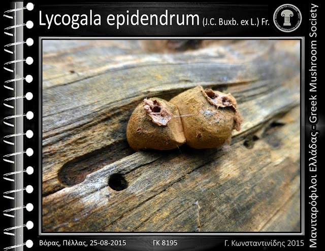 Lycogala epidendrum (J.C. Buxb. ex L.) Fr.