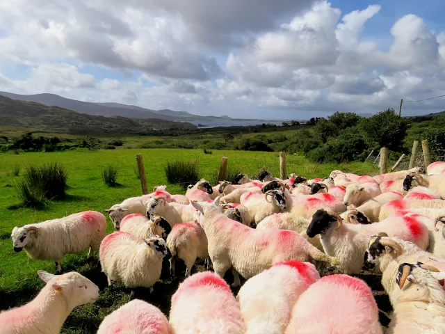Sheepherding experience at Hidden Hills Waterville Ireland