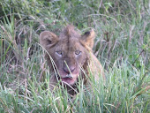 Ngorongoro Crater