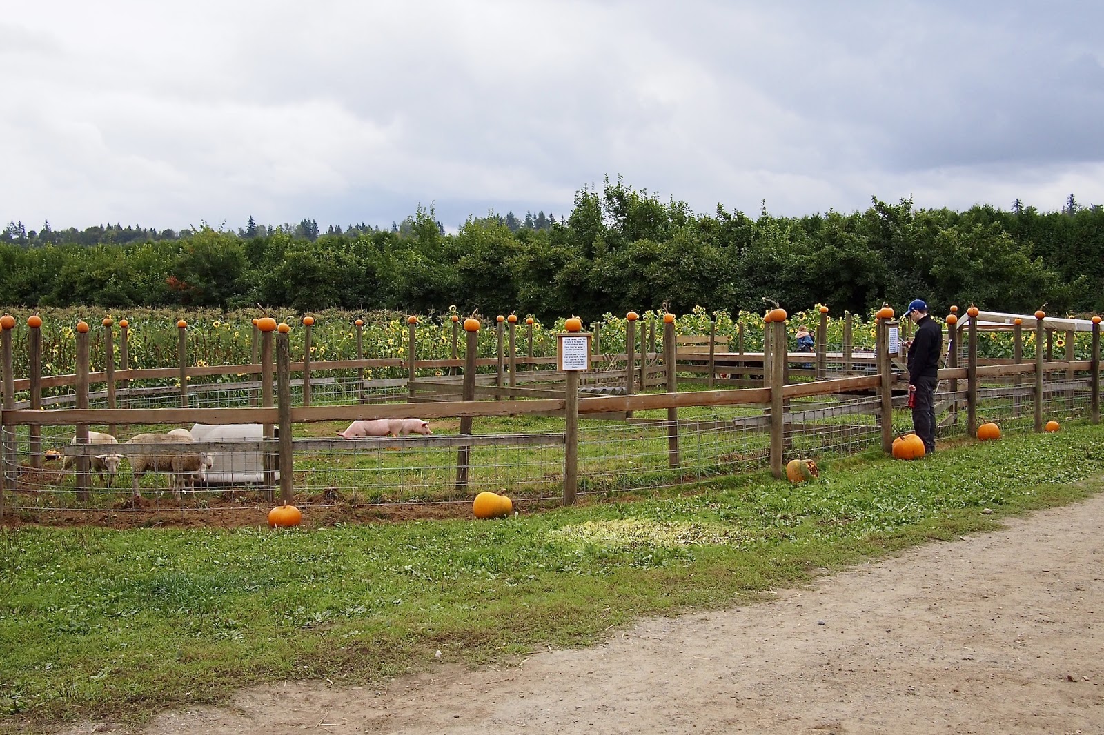 Aldor Acres Family Farm/ Pumpkin Patch Langley