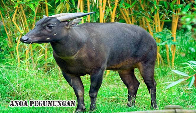 ANOA PEGUNUNGAN