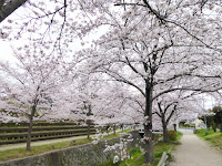 交野市星田・傍示川沿いの桜