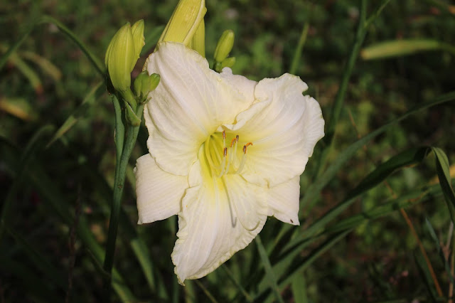 creamy white lily