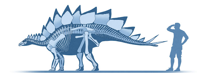 Stegosaurus ungulatus, skeletal reconstruction