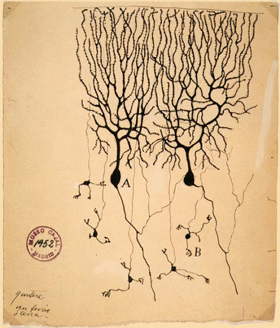Клетки Пуркинье (А) и гранулярные клетки (В) мозжечка голубя.  Рисунок Рамона-и-Кахаля