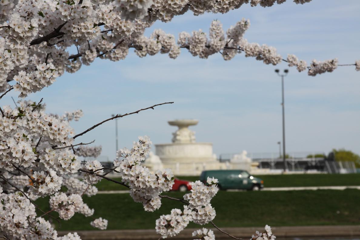 Michigan Exposures Cherry Blossoms.....