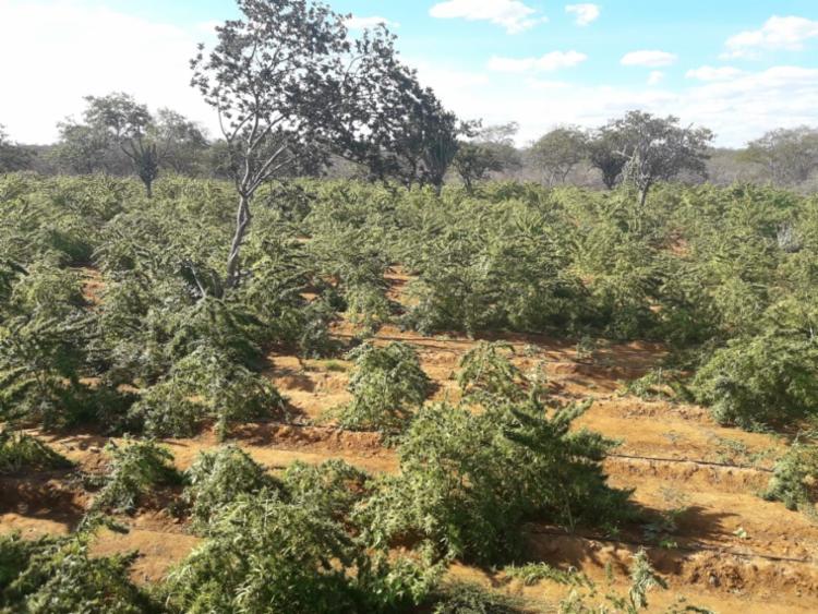 Cem mil pés de maconha e uma tonelada da droga são incinerados em Campo Formoso
