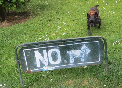Small bulldog trotting behind a sign that says NO DOGS