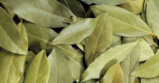 What are the benefits of laurel leaf and how to make tea?