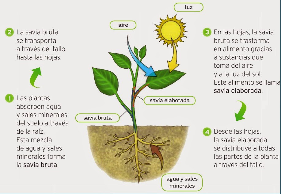 Que es la macrobiota