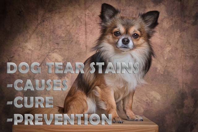 Dog tear stains