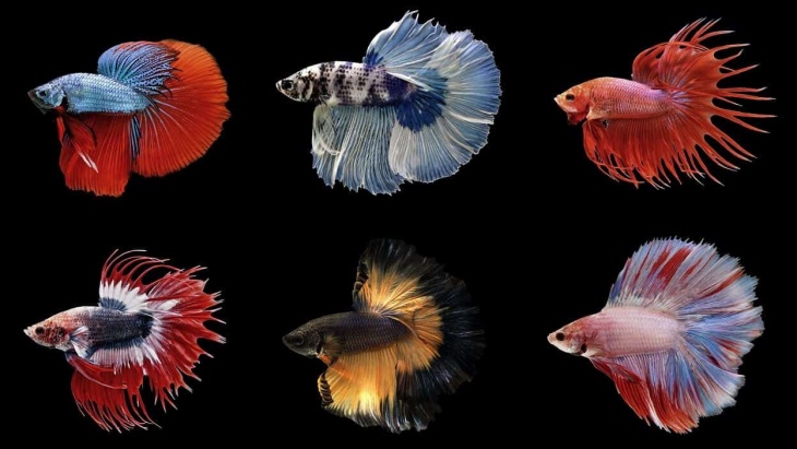 30 Spesies Ikan Laga Betta Fish Dengan Pelbagai Corak Yang Mempesona 30 Spesies Ikan Laga Betta Fish Dengan Pelbagai Corak Yang Mempesona