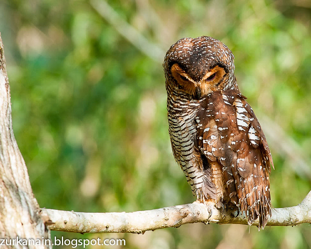Zul Ya Birds of Peninsular Malaysia Spotted Wood Owl