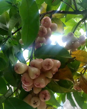 Arti Mimpi Menangkap Ayam Hutan Jantan Dan Betina Idnfarmers