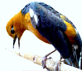 3 Langkah Jitu Anis Merah Cepat Ngemplong Anis Merah Tasikmalaya